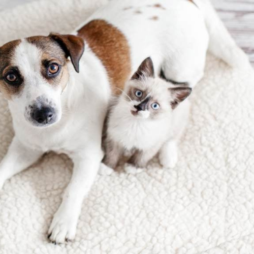 Animaux de compagnie